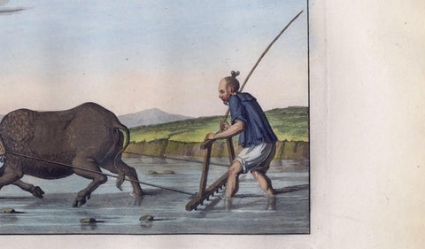 Chinese Farmer with Water Buffalo, Agricultural Scene, Ferrario Print of 1815, view 3