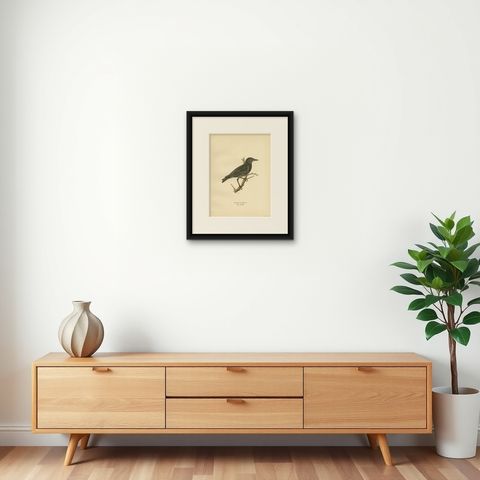 Antique Bird Print of the Common Starling, 1927, shown framed on a wall