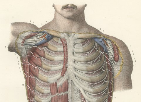 Cutaneous Nerves of the Chest and Abdomen, Hirschfeld Anatomy Print, 1866, view 3