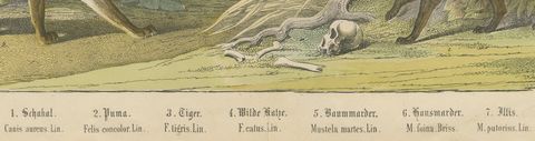 Antique Tiger and Puma Print with Wildcat and Martens, Kolb Mammals, circa 1890, close-up 2