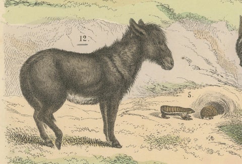 Mammals Print: Horse, Zebra, Anteater & Pangolin, Antique 1867, close-up 1