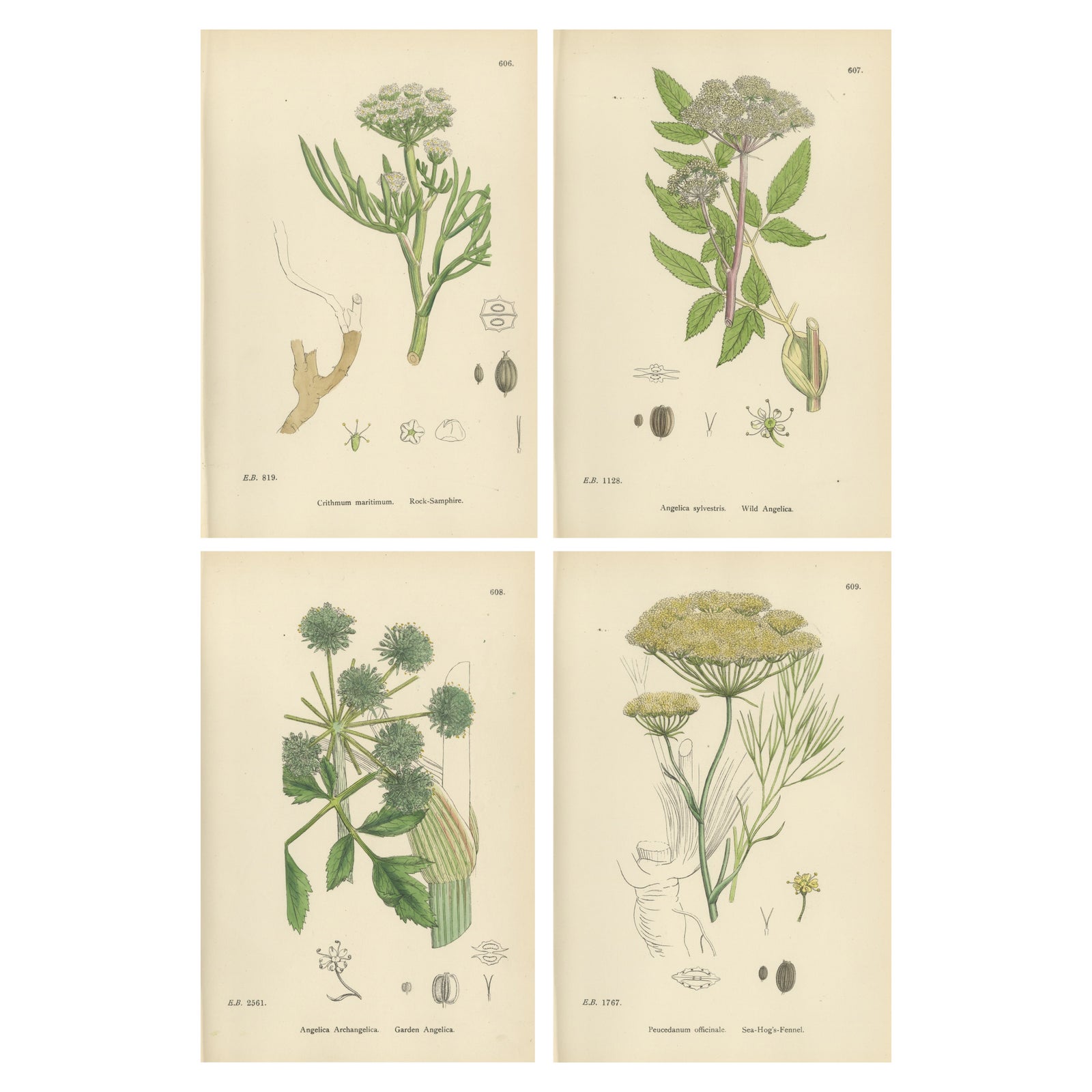 Antique Herb Botanical Prints, Soft Green Palette, Set of Four c.1902
