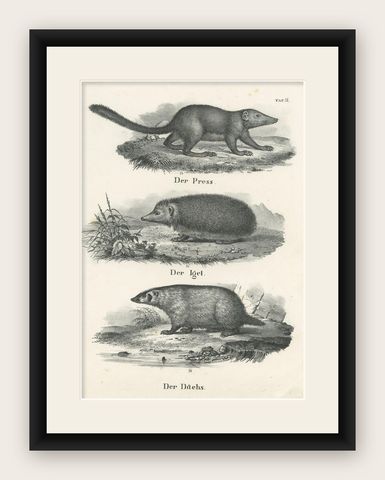 Antique Print of Rodents Including a Hedgehog and Badger by Schinz, '1845', shown framed