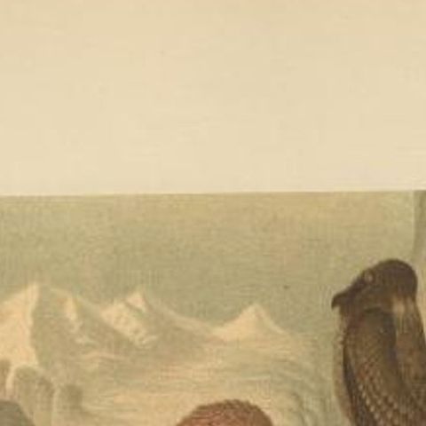 Antique Bird Print of the Bearded Vulture by Prang, 1898, close-up 1