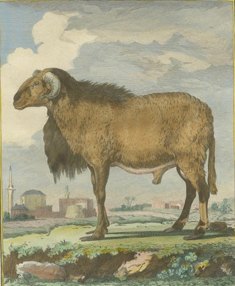 Elegant Morvant Ram Engraving, Buffon Amsterdam Edition 1769, close-up 2
