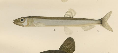 Scandinavian Fish Species: Smelt, Capelin and Tench in Fine Lithograph, 1895, close-up 4