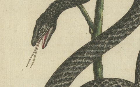 Antique Handcolored Engraving of Snakes and Amphibians, c.1800, close-up 1