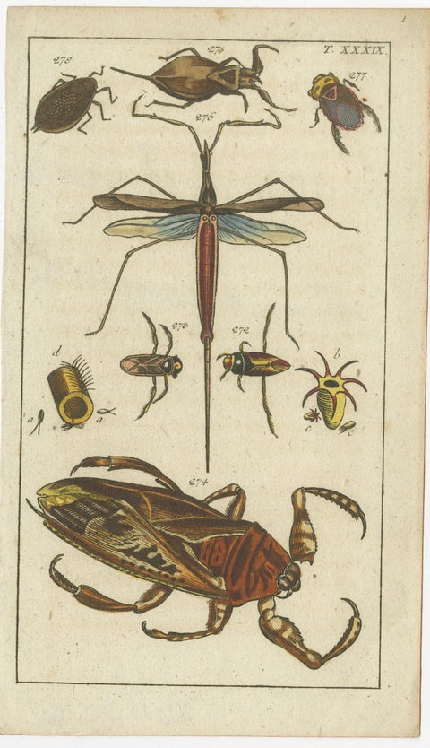 Arachnid & Insect Engravings: Stunning Hand-Colored Natural History Art, 1832, view 3