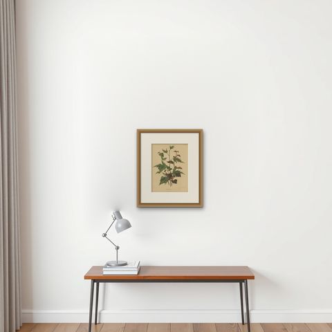 Antique Flower Print of the Betula Pubescens, 1879, shown framed on a wall