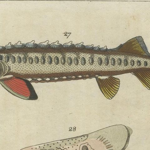 Set of 2 Antique Fish Prints - Ratfish - Sea Sturgeon, close-up 1