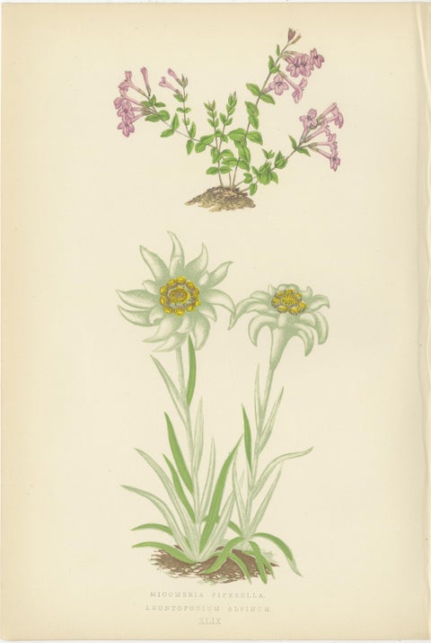 Alpine Botanical Lithograph Quartet: Micomeria, Edelweiss, Primula, and Arabis, view 5