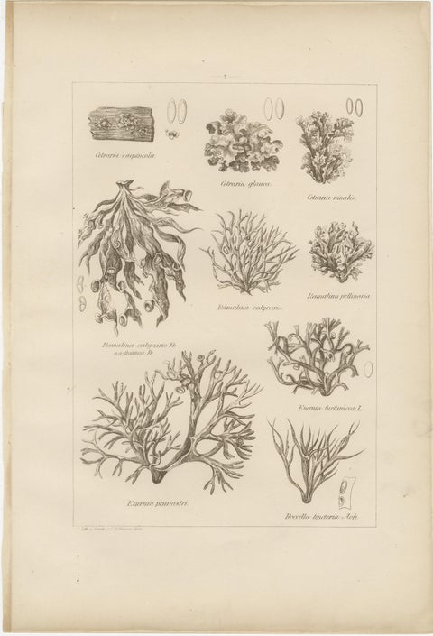 Antique Lichen Prints Set of 6, German Botanical Lithographs 1874, view 6