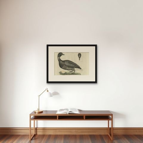 Brent Goose, Antique Bird Engraving by Nozeman and Sepp, 1789, shown framed on a wall