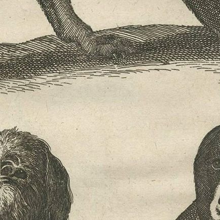 Antique Print of Various Dog Breeds 'Tab LXX' by J. Jonston, 1657, close-up 2