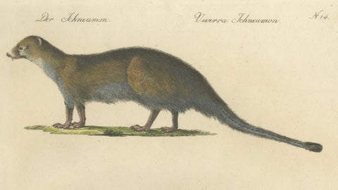 Egyptian Mongoose, Genet & Civet, Brodtmann Natural History Lithograph, 1816, close-up 2