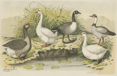 Old Print Showing Various Geese; Canada Goose, Snow Goose, Brant Goose Etc, 1886, close-up 1