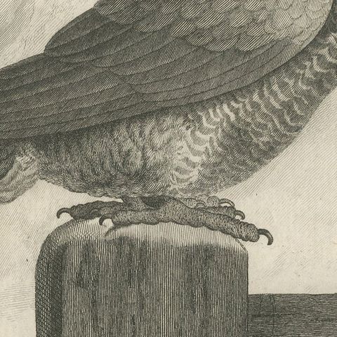 Original Antique Bird Engraving of a Gridded Parrot, close-up 2