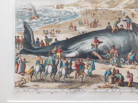 Antique Print of a Beached Whale by Van der Gouwen 'c.1680', view 3