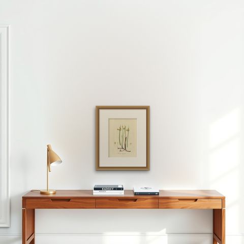 Antique Botany Print of Schoenoplectus Triqueter by Sepp, 1830, shown framed on a wall
