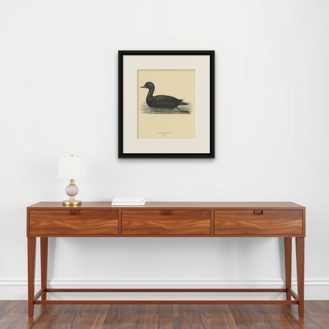 Serenity on the Waves: The Black Scoter Bird Print by Magnus von Wright, 1929, shown framed on a wall
