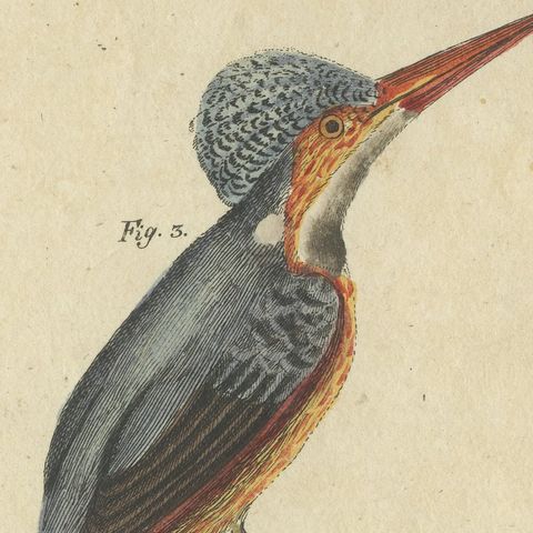 Four Kingfishers on Branches, Antique Bertuch Print, Vienna, circa 1818, close-up 3