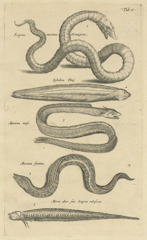 Very Old and Rare Print of Various Sea Snakes, 1657, close-up 1