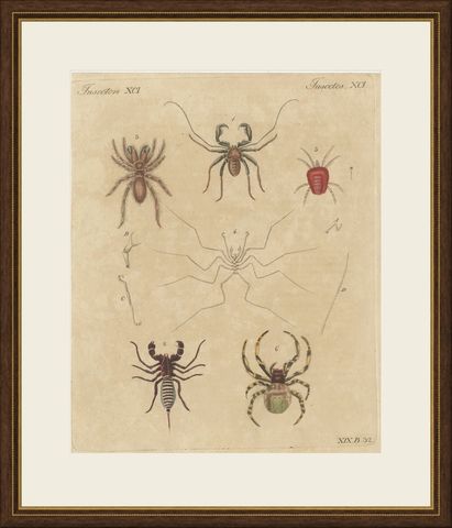 Whip Scorpion, Tarantula and Red Mite, Antique Bertuch Print, circa 1820, shown framed