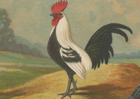 The Elegant Silver Bantam Game Fowl - A Rare 19th Century Poultry Lithograph, close-up 3