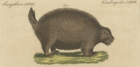 Original Antique Print of a Porcupine and other large Rodents, close-up 2