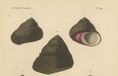 French Turbo Sea Shells Hand-Colored Natural History Engraving, 1832, close-up 3