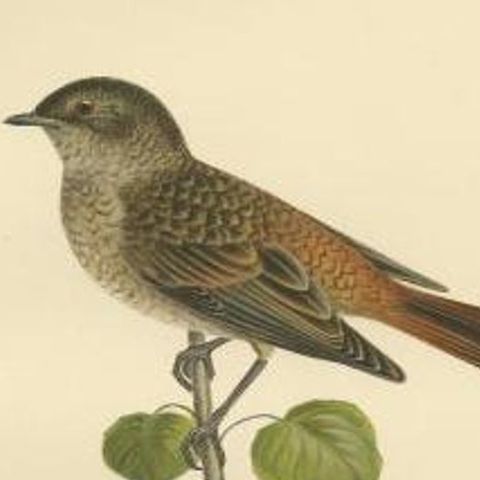 Antique Bird Print of the Common Redstart by Von Wright, 1927, close-up 2