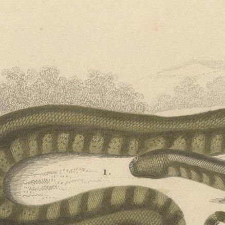 Snake Print of Elephant Trunk Snake and Sea Krait, c.1850, Orbigny, close-up 5