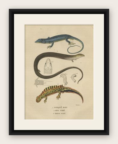 Original Old Print of a Blue Skink Lizard, a Striped Lizard and a Triton Lizard, shown framed