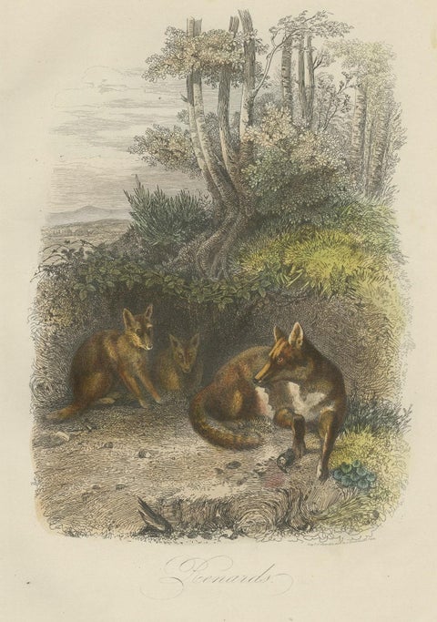 Original Antique Print of Foxes, 1854, close-up 1