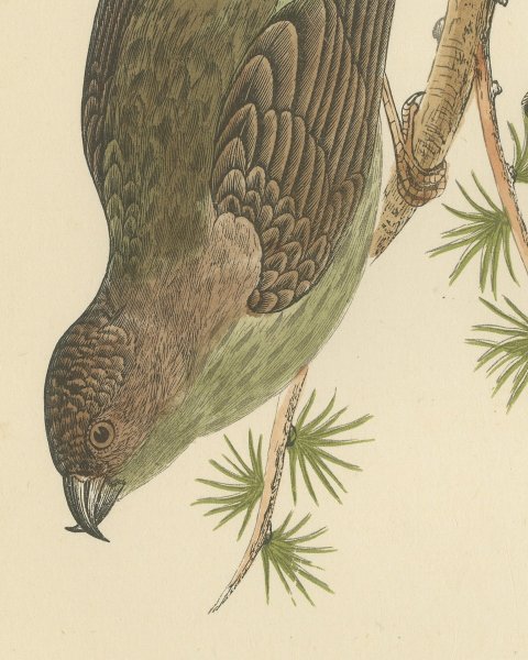 Crossbill Pair on a Larch Branch, Hand Colored Bird Print, Morris, 1896, close-up 2