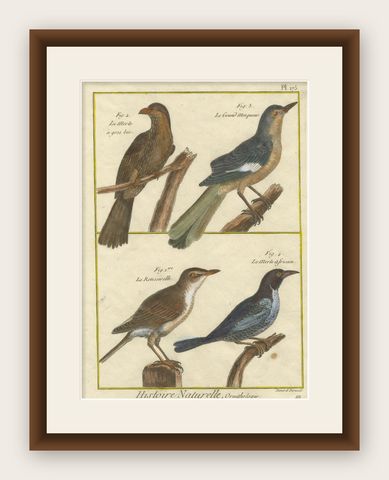 Hand-Colored Engraving of Warblers and Blackbirds from Histoire Naturelle, 1790, shown framed