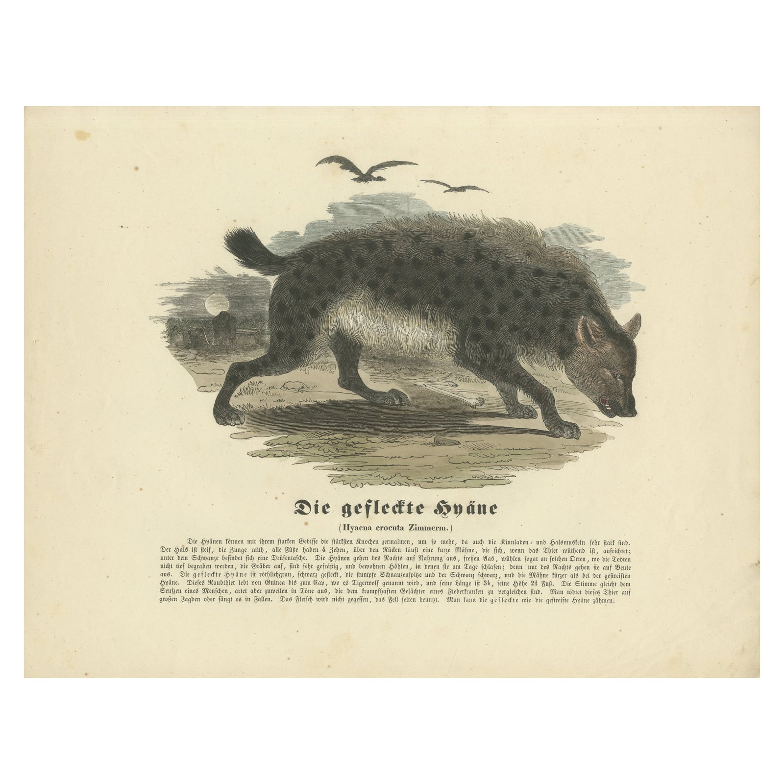 Die gefleckte Hyäne (Spotted Hyena) - Hand-Colored Zoological Print, Circa 1840