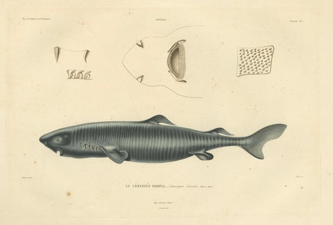 Rare Hand-Colored Antique Engraving of A Greenland Shark, 1842, close-up 1