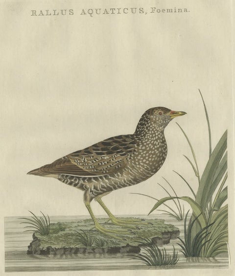 Antique Bird Print of the Female Water Rail Bird by Sepp & Nozeman, 1797, close-up 1