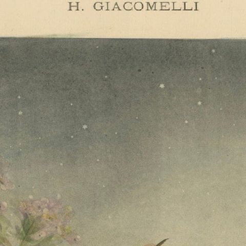 The Nightingale's Song - Giacomelli’s Floral and Avian Art, Circa 1891, close-up 5