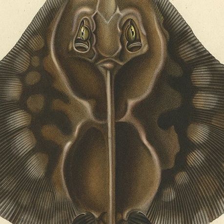 Rare Hand-Colored Antique Fish Print of the Gaimard's Ray, 1842, close-up 6