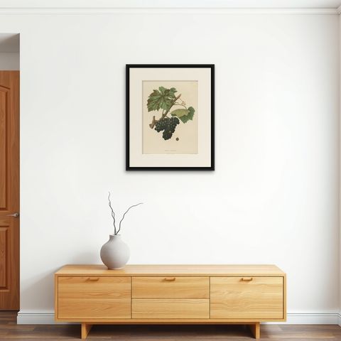 Rare Original Antique Lithograph of the Brun Fourca Grape Variety, 1890, shown framed on a wall