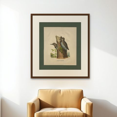 Antique Bird Print of Gilded Flickers Made After D.G. Elliot, 1869, shown framed on a wall