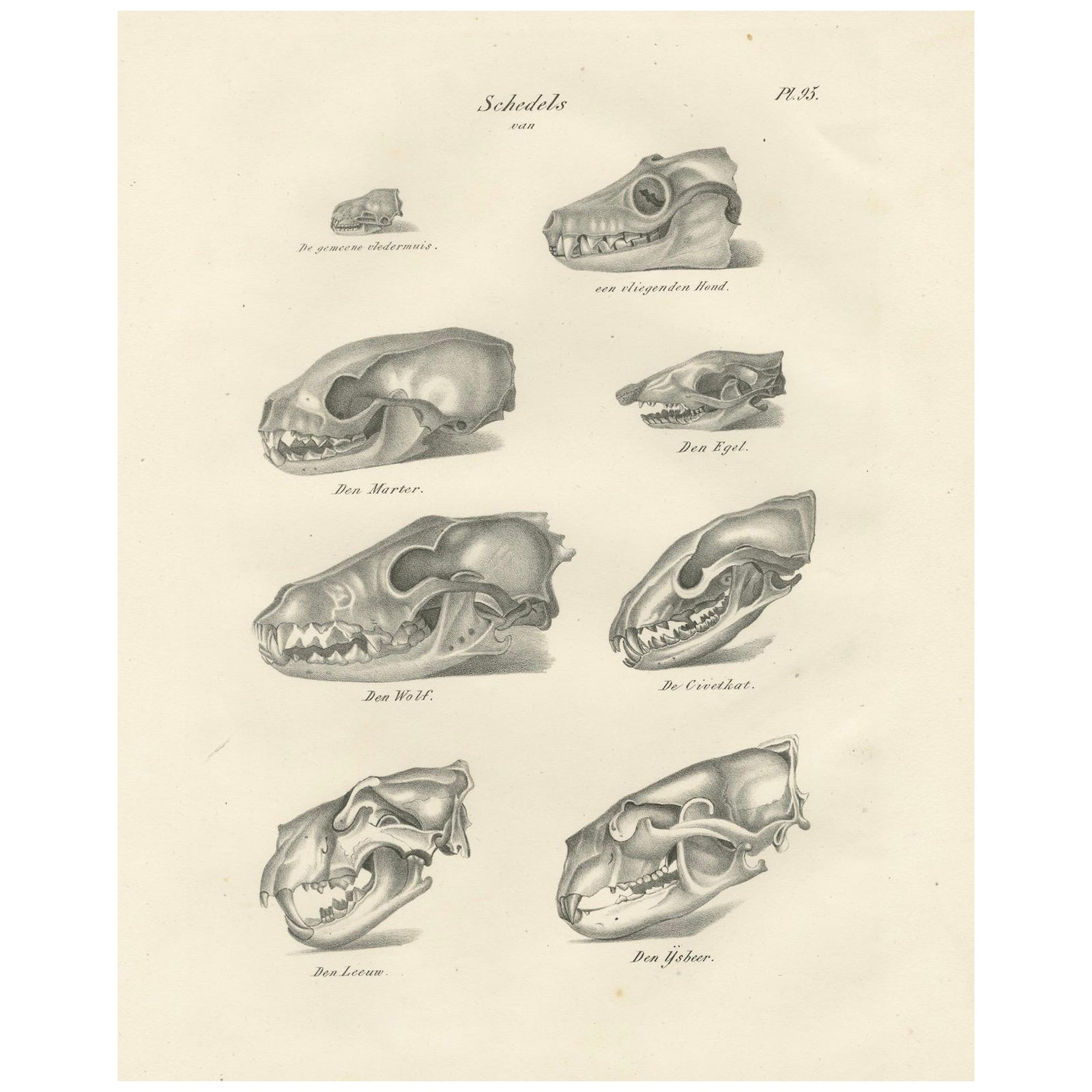 19th-Century Scientific Lithograph of Animal Skulls: Lion, Wolf, Bat and more