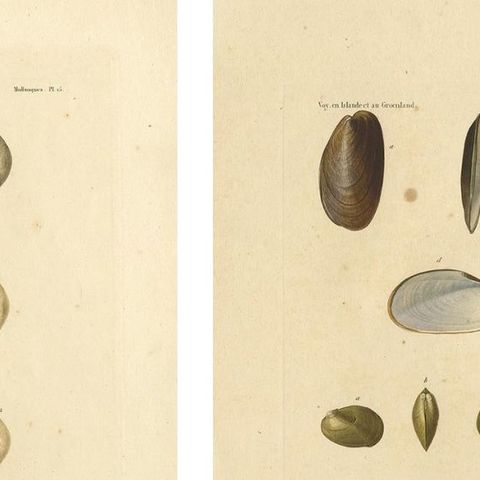 Antique Conchology Prints, Greenland Bivalves and Modiolaria Shells, 1842, close-up 1