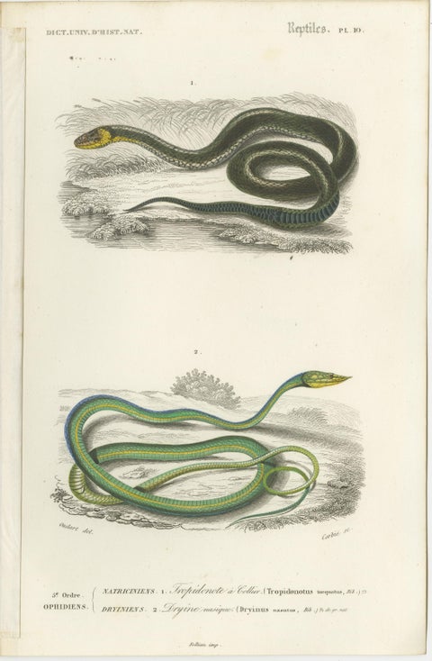 Set of 7 Antique Prints of an Egyptian Cobra and other Snakes and Reptiles, view 6