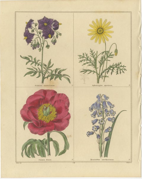 Botanical Flower Engravings from The Botanic Garden, London 1836, view 2