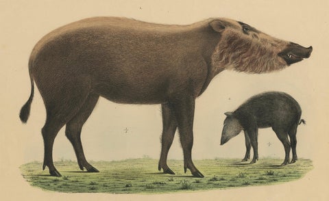 Rare Exotic Animal Print, Bornean Bearded Pig, Hand-Coloured, 1839, close-up 2