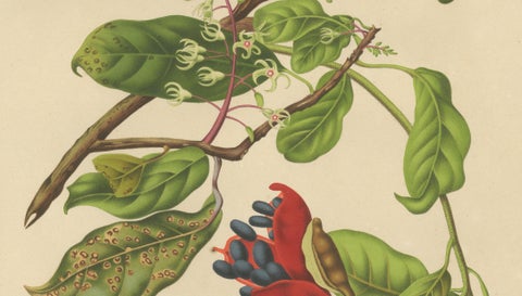 Original Antique Botanical Chromolithograph of Chinese Sterculia, c. 1880, close-up 3