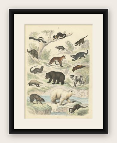 Mammals Print: Bears, Fox, Otter & Skunk, Antique Hand-Coloured 1867, shown framed